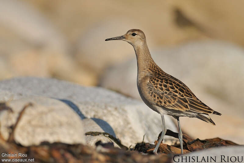 Combattant variéjuvénile, identification