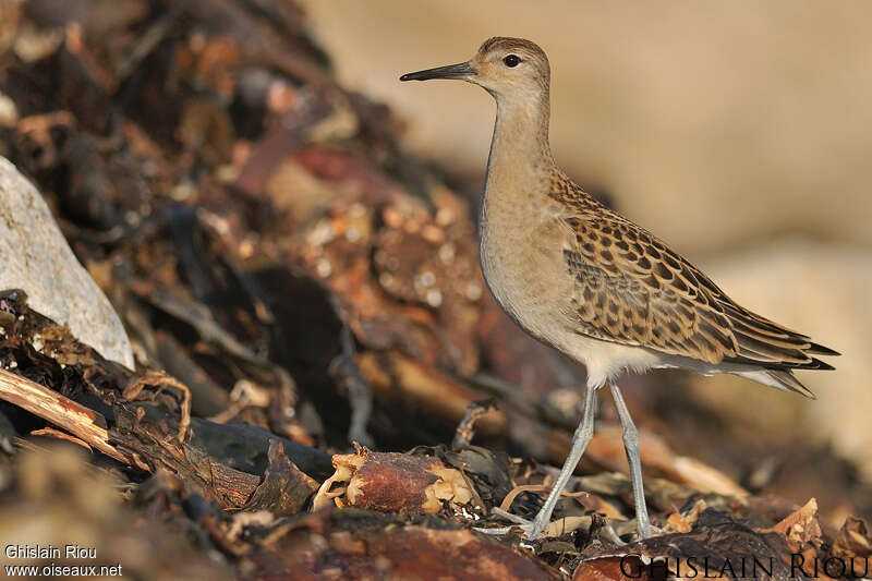 Combattant variéjuvénile, identification