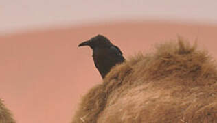 Brown-necked Raven