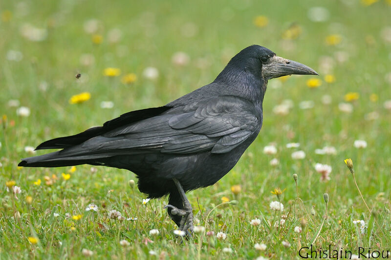 Rook