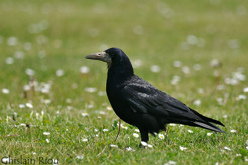 Rookadult, identification