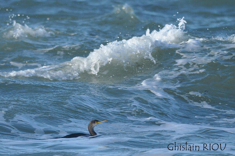 European Shag