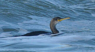 European Shag