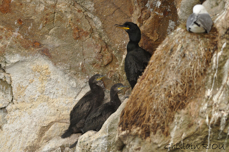 European Shag