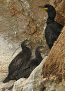 European Shag