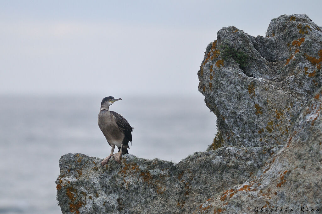 Cormoran huppé1ère année