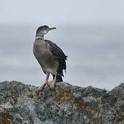 European Shag