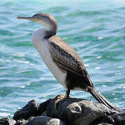 European Shag