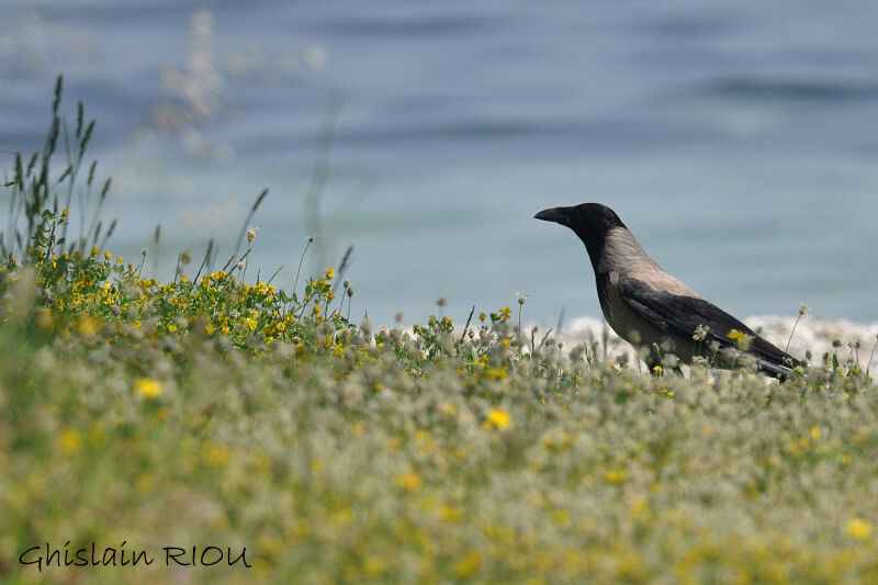 Hooded Crow