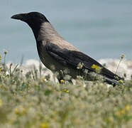 Hooded Crow