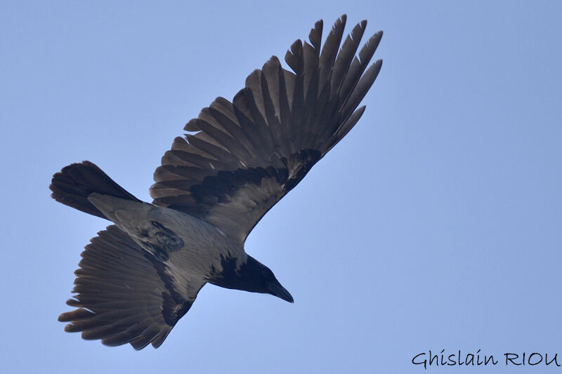 Hooded Crow