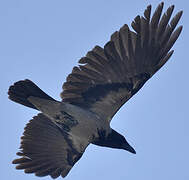 Hooded Crow