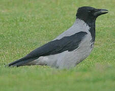 Hooded Crow