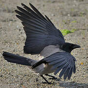 Hooded Crow