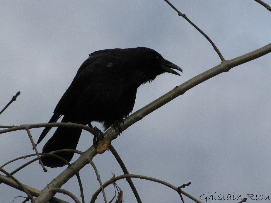 Carrion Crow