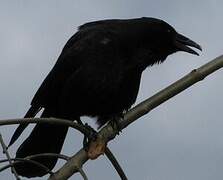 Carrion Crow