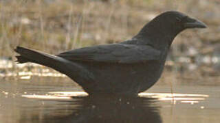 Carrion Crow