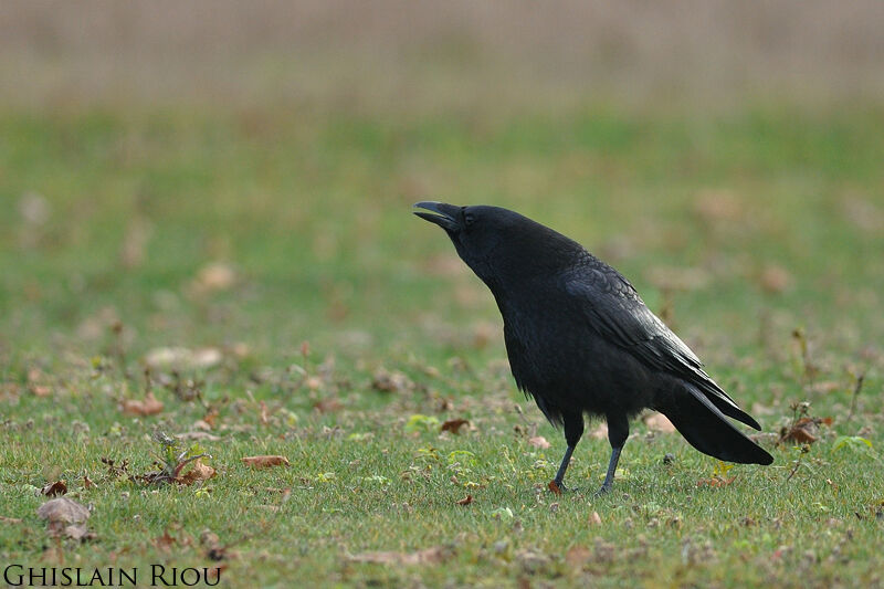 Carrion Crow