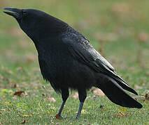 Carrion Crow