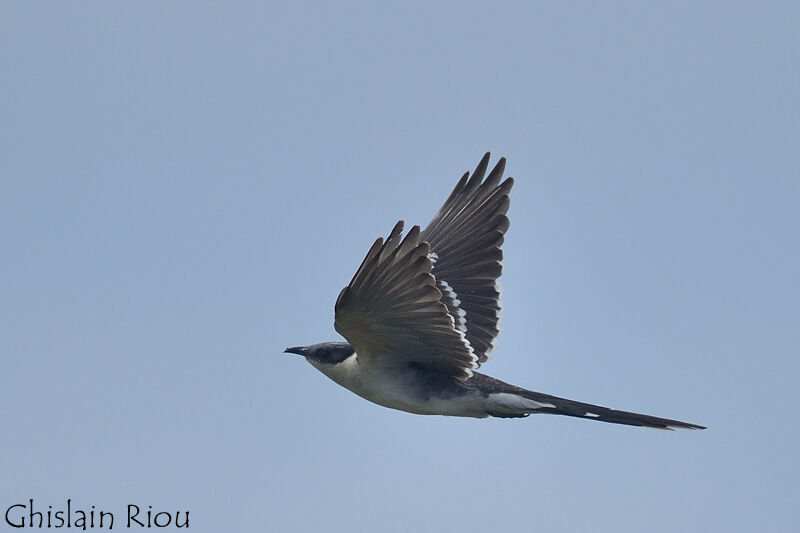 Great Spotted Cuckoo