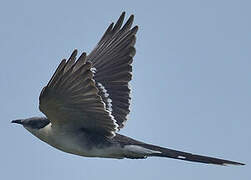 Great Spotted Cuckoo