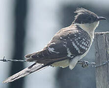 Great Spotted Cuckoo