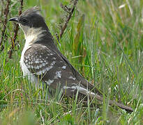 Great Spotted Cuckoo