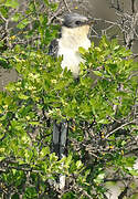 Great Spotted Cuckoo