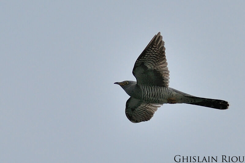 Common Cuckoo