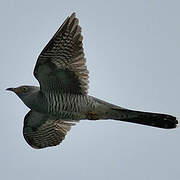 Common Cuckoo