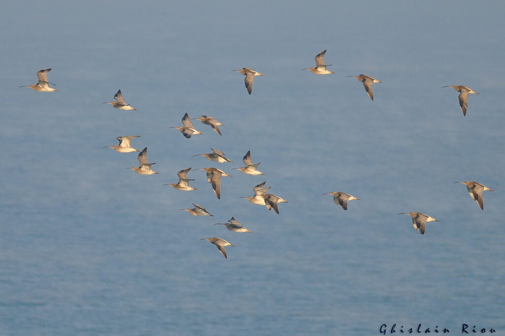 Eurasian Curlew, Flight