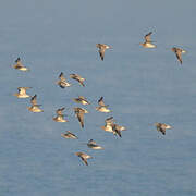 Eurasian Curlew