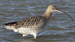 Eurasian Curlew