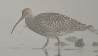 Eurasian Curlew