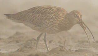 Eurasian Curlew