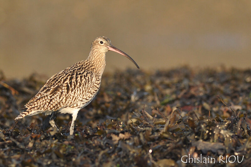 Eurasian Curlew