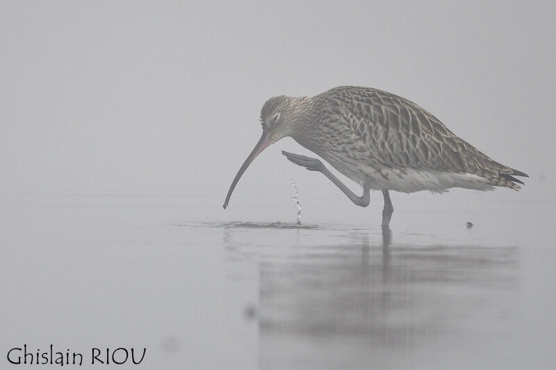 Eurasian Curlew