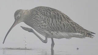 Eurasian Curlew