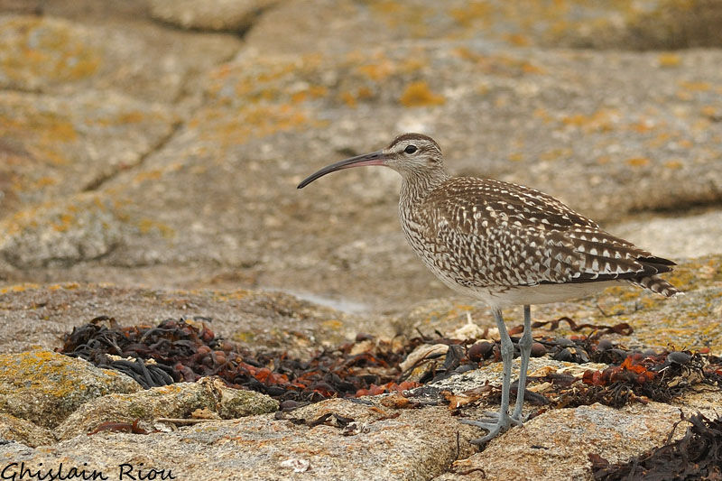 Whimbrel