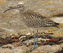 Eurasian Whimbrel