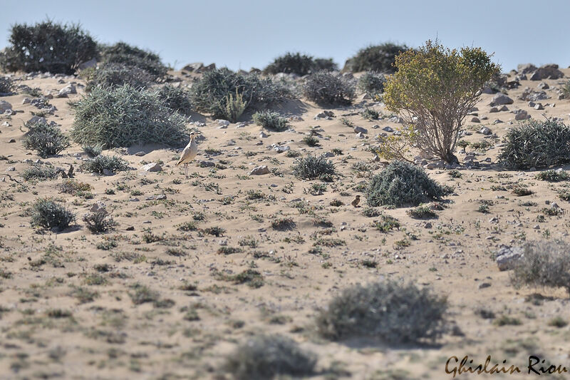 Cream-colored Courser