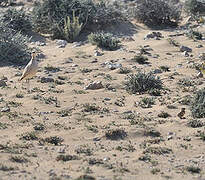 Cream-colored Courser