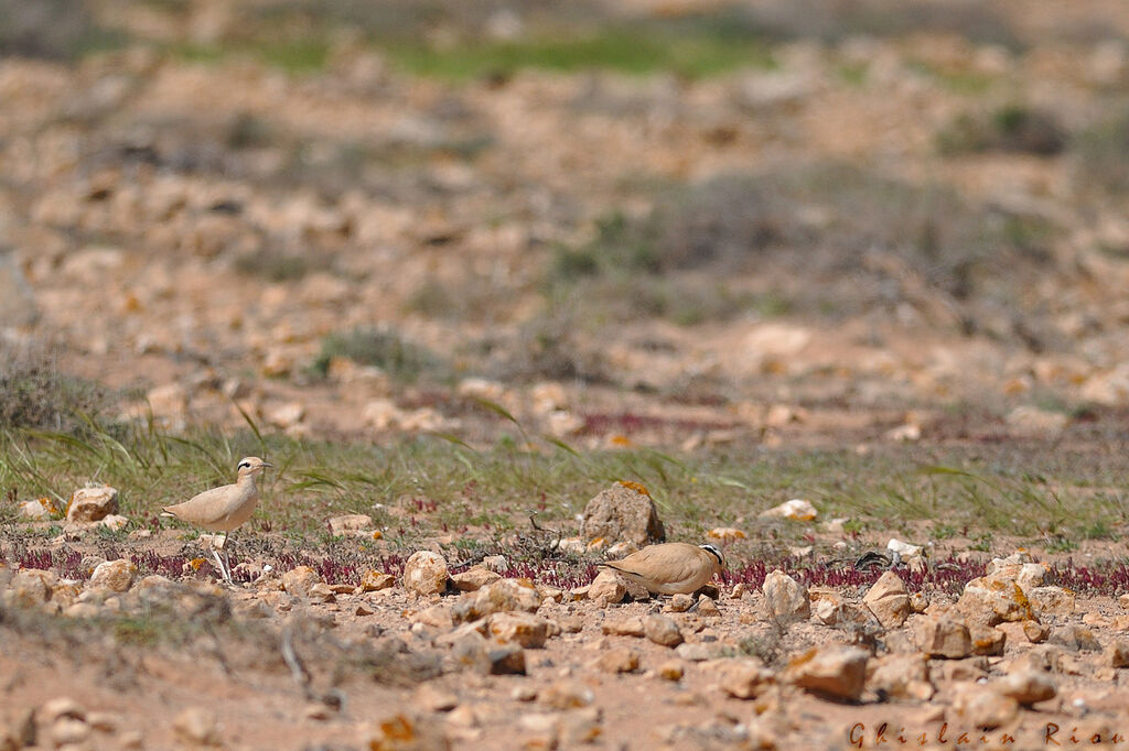 Cream-colored Courser