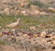 Cream-colored Courser