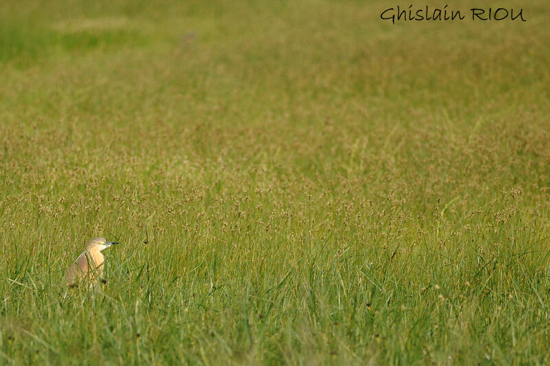 Squacco Heron