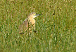 Squacco Heron