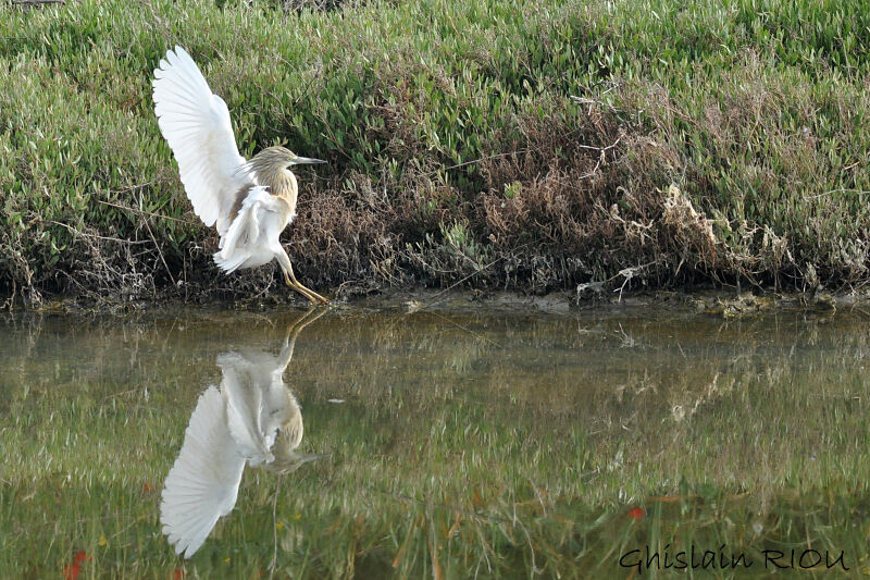 Squacco Heron