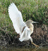 Squacco Heron