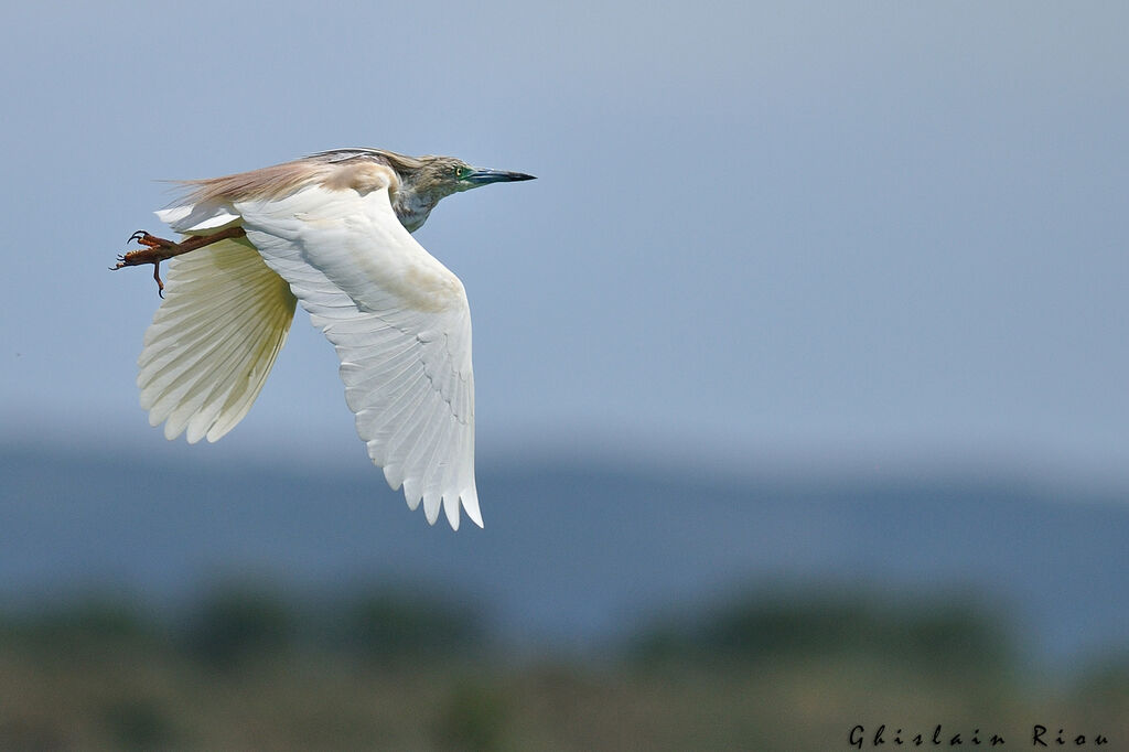 Squacco Heronadult breeding