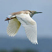 Squacco Heron